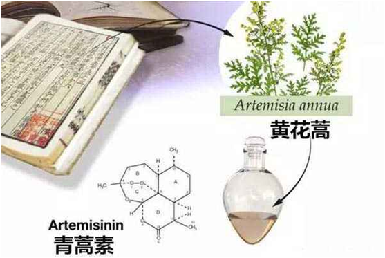 真人在线,真人在线(中国)：向中医药看齐，与世界共享中医药文化(图1)