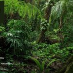 Joint Health Arthritis Supplements | Herbaniq.eu