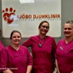 Avliva katt i Ystad med omtanke och stöd