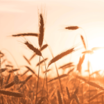 Clinical Psychologist Online: Convenient Therapy at The Harvest Clinic