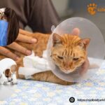 Vaccinera katt i Tomelilla – trygg vård hos Sjobodjurklinik.se