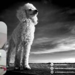 Veterinaria en Leon Guanajuato | Atención integral para tu mascota