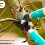 A Quiet Morning of Transformation in Suburban Greens