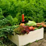 Hass Avocado Wholesale Distributors – Reliable Global Suppliers