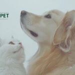 Premium natürliche Haustier-Wellness-Produkte für Gesundheit und Vitalität