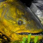 Best Fly Fishing for Bonefish in the Caribbean