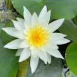 Buy Aquarium Plants Online — Premium, Healthy Picks for Your Tank