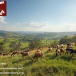 Leading Livestock Carcass Export Company in Bahrain | Nivaka Meat Exports