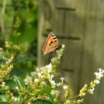 Expert Tree Trimming Naples FL for Healthier, Safer Trees