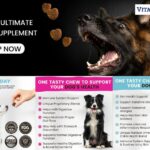 Dog gut health: simple steps for a happier, healthier hound