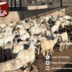Efficient halal meat export logistics Kenya for businesses