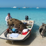 Island With the Swimming Pigs: A Once‑in‑a‑Lifetime Adventure