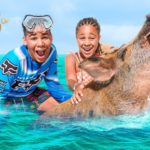 Swim With Pigs Bahamas Nassau — Ultimate Caribbean Adventure