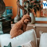 Fold Hill Gravy Bones: Gourmet Treats Your Pets Will Love