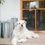 Golden Retriever Puppy Dog Food: Healthy Start for Your Pup