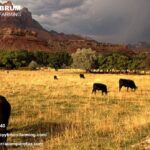 Agricultural and Vineyard Tax CPA Expert in Santa Barbara