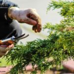 Transform Your Outdoor Space with Local Expertise and Care