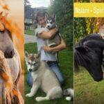 Tierkommunikation Bern – Verbinden Sie sich mit Ihrem Tier