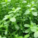 Aquatic Plants: Transform Your Aquarium with Colourful, Healthy Picks