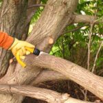 Professional Tree Trimming in Elk Grove | Healthy, Safe, Beautiful