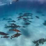 Best scuba diving in Egypt: unforgettable Red Sea adventures