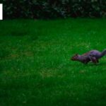 Gardener Bristol: Expert Gardening Services for Your Outdoor Space