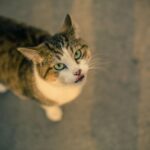 Online Cat Bedding Collection in uk | Luxurious, comfy sleep