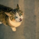 Buy Octopus Sprinkler Toy Online UK | Yopet.co.uk