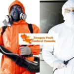 Mouse Removal Edmonton: Safe, Effective Solutions by Experts