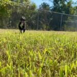 Village Animal Hospital — Compassionate care for your pets