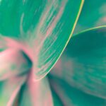 Expert Medical Aesthetic Services in Winnipeg | Safe, Customized Treatments