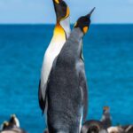 Solo Travel Guide for Seniors: Safe, Inspiring Trips