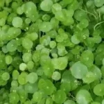 Buy Aquatic Plants Online: Find Your Perfect River-Ready Greenery