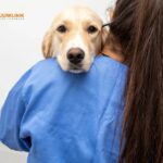 Hund tandvård Skurup – Experter på din hunds tänder