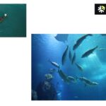 Trusted Collagen Peptide Supplier for Quality and Bioavailability