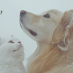 Premium Natural Pet Wellness Products for Vitality
