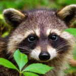 Wildlife Control Services in Newton, NJ – Humane, Trusted Solutions