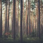 Placerville Tree Services – Reliable, Licensed Arborists for Homes & Businesses