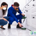 Calgary Mouse Removal: Fast, Safe & Local Experts