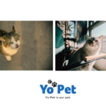 Discover Yo Pet: Your Local North East Pet Shop in the UK
