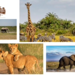 Kenya and Tanzania Safari: Iconic Wildlife & Luxury Camps
