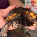 Village Animal Hospital: Compassionate Care for Your Pet