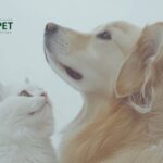 Shop renal support for dogs UK – trusted natural care
