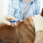 At home Pet Euthanasia in Calgary | Compassionate Care by PetCareAtHome.ca